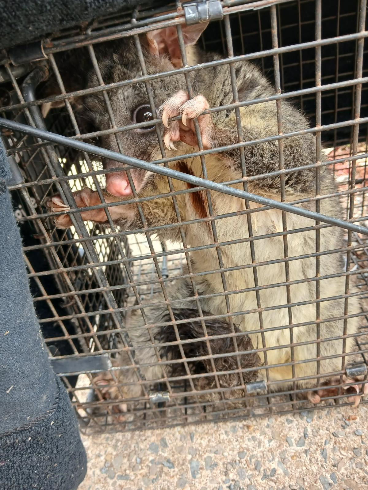 Possum captured in humane cage trap